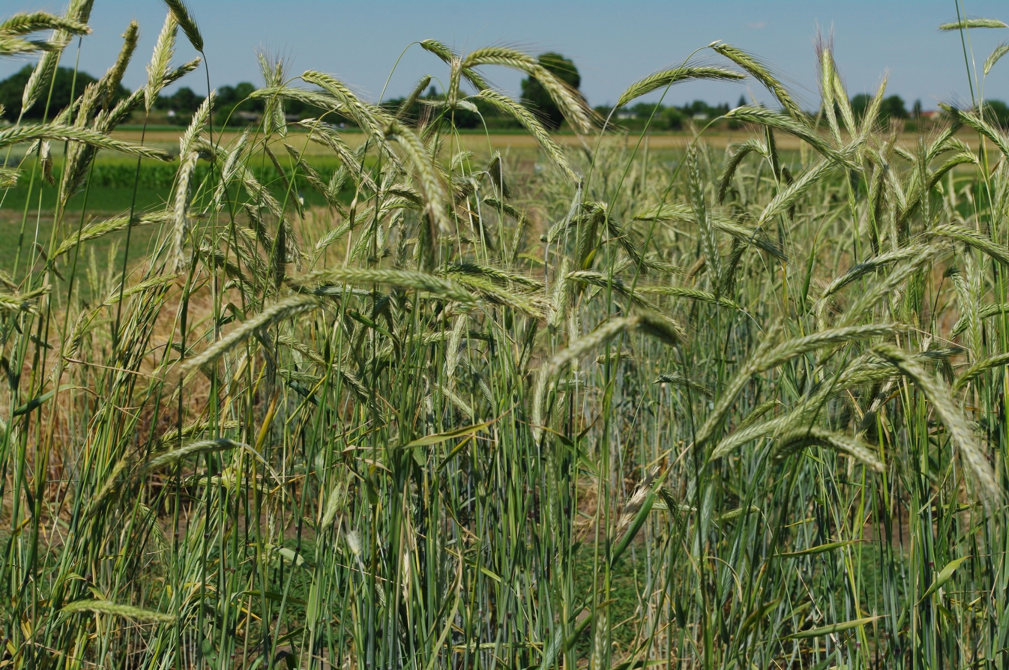Research elucidates why cultivated rye is less resistant than wild species