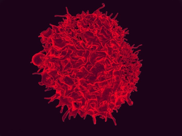 Researchers find immune-effective ways to destroy cancer cells