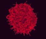 Researchers find immune-effective ways to destroy cancer cells