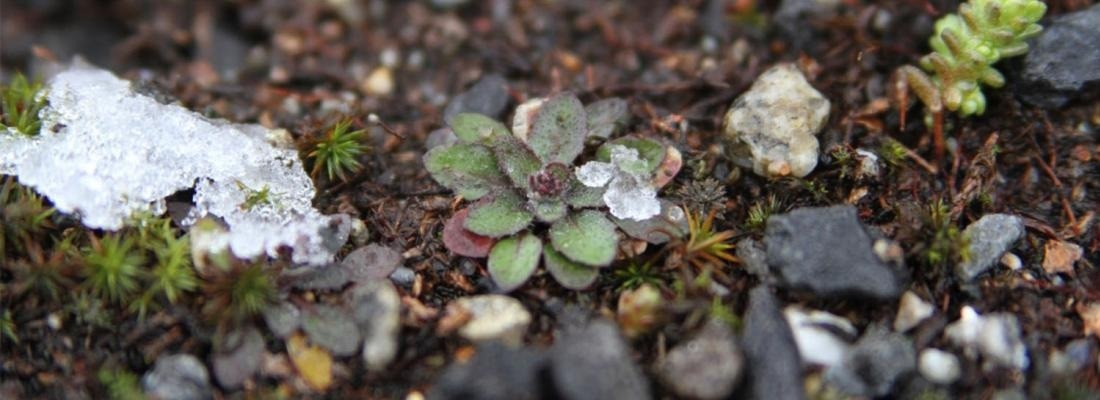 Study explores how plant genetic diversity affects leaf microbiota