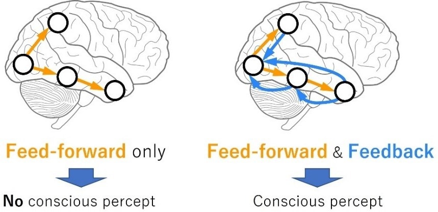 Scientists pinpoint importance of certain type of neural connections in identifying consciousness