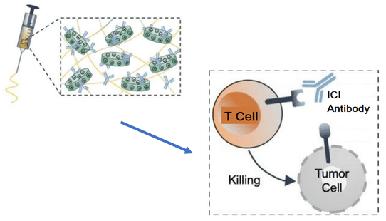 Researchers develop targeted immunotherapy to destroy tumor cells