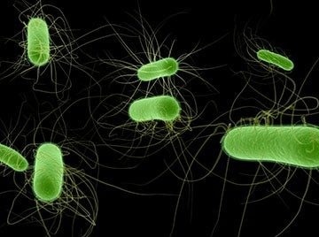 Fabimycin likely to be an effective treatment for drug-resistant bacteria