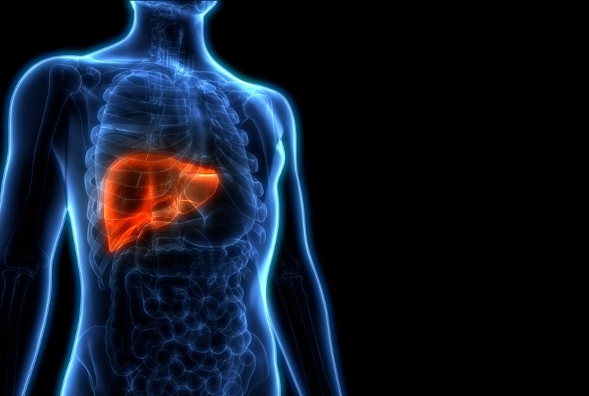 Study explains the dynamics underlying liver damage that accompanies type 2 diabetes and obesity