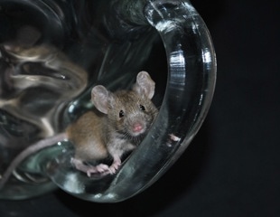 Studies on mice reveals the co-existence of gut bacteria and their hosts