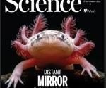 Spatial transcriptomic data highlights the features of the axolotl brain