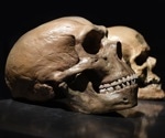 Researchers reveal key developmental difference between the brains of modern humans and Neandertals