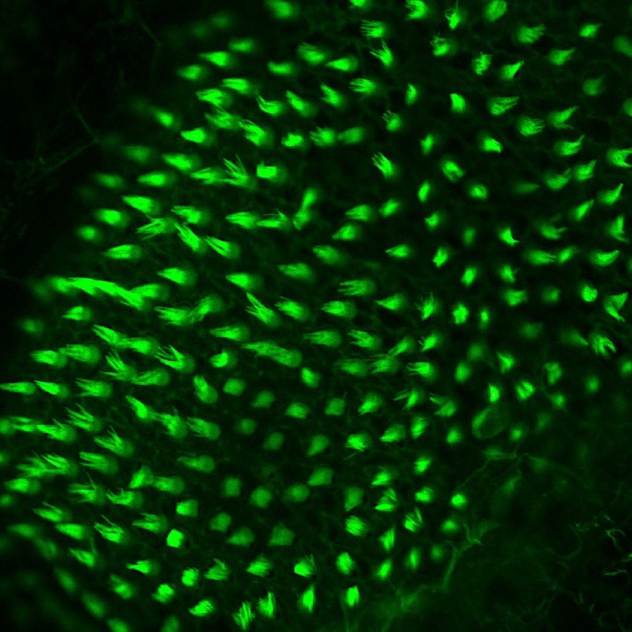 Unique combination of transcription factors trigger cell regeneration in zebrafish