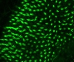 Unique combination of transcription factors trigger cell regeneration in zebrafish