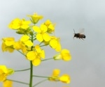 Clothianidin affects bee behavior and pollination performance