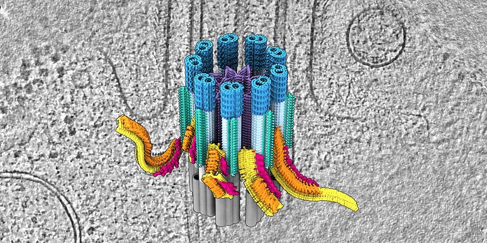 Native 3D structure of the ciliary base witnessed for the first time