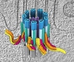 Native 3D structure of the ciliary base witnessed for the first time