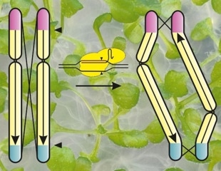 Chromosome restructuring suppresses meiotic recombination