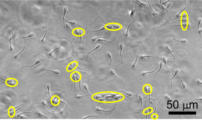 The biological advantages of sperm swimming in groups