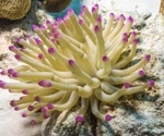An analysis of old genes’ influence on sea anemones