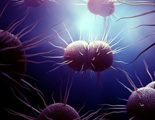 Novel means to prevent and treat gonorrhea