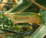 The master regulator behind the fungal infection of wheat identified