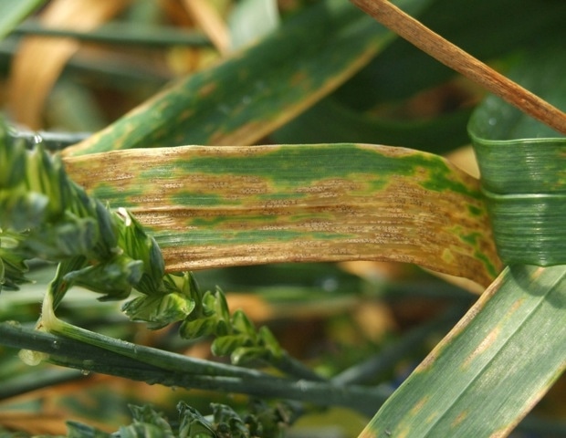 The master regulator behind the fungal infection of wheat identified