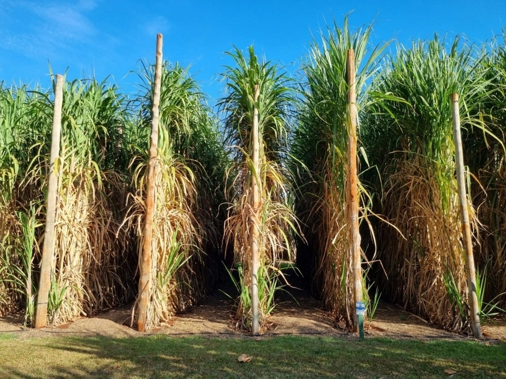 Discovery of genes lending tolerance to sugarcane from pests, cold, and drought