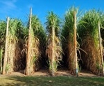 Discovery of genes lending tolerance to sugarcane from pests, cold, and drought