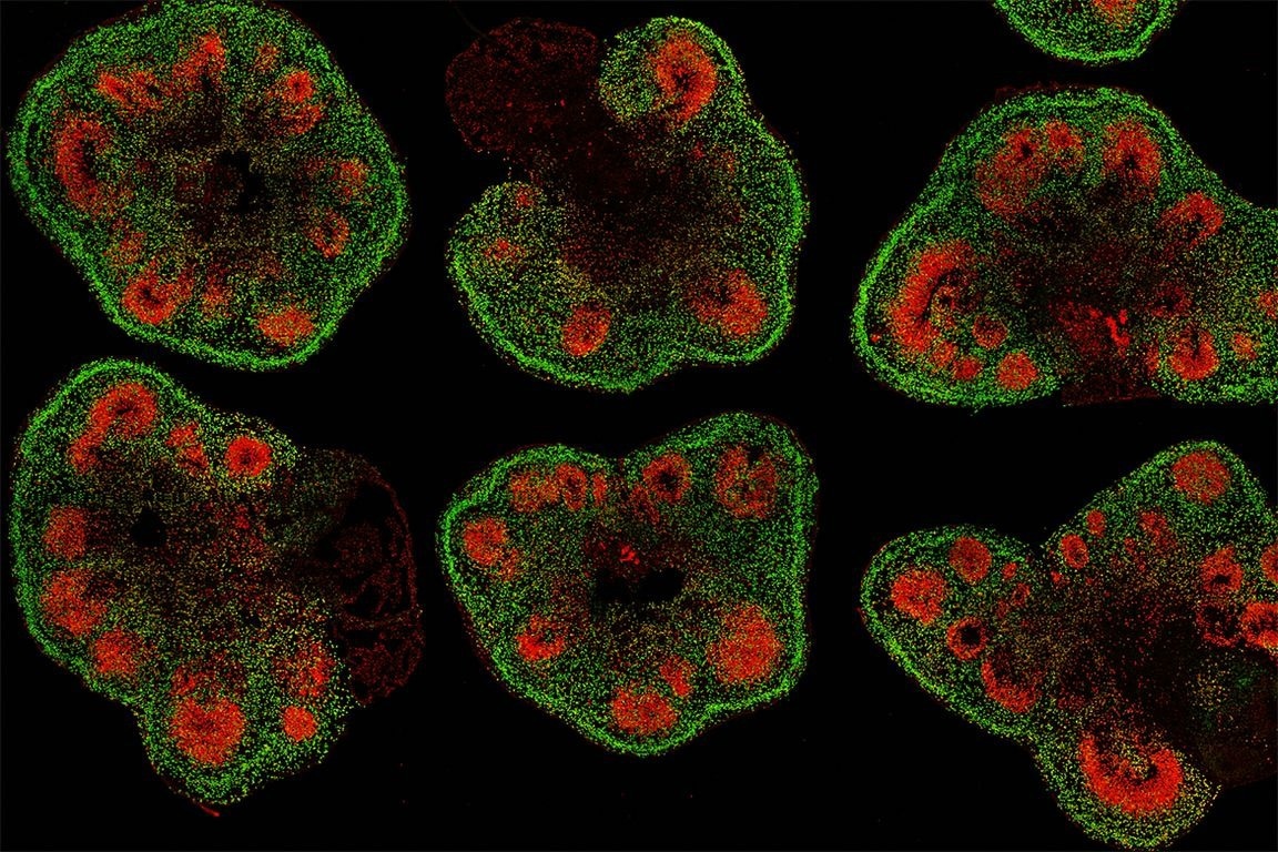 New guidelines to generate high-quality, well-structured organoids