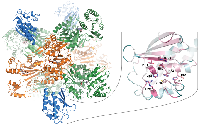 A strong enzyme that functions similar to a Swiss army knife