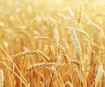 Genomics-informed pre-breeding strategy for wheat improvement