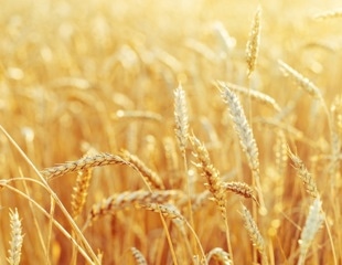 Genomics-informed pre-breeding strategy for wheat improvement