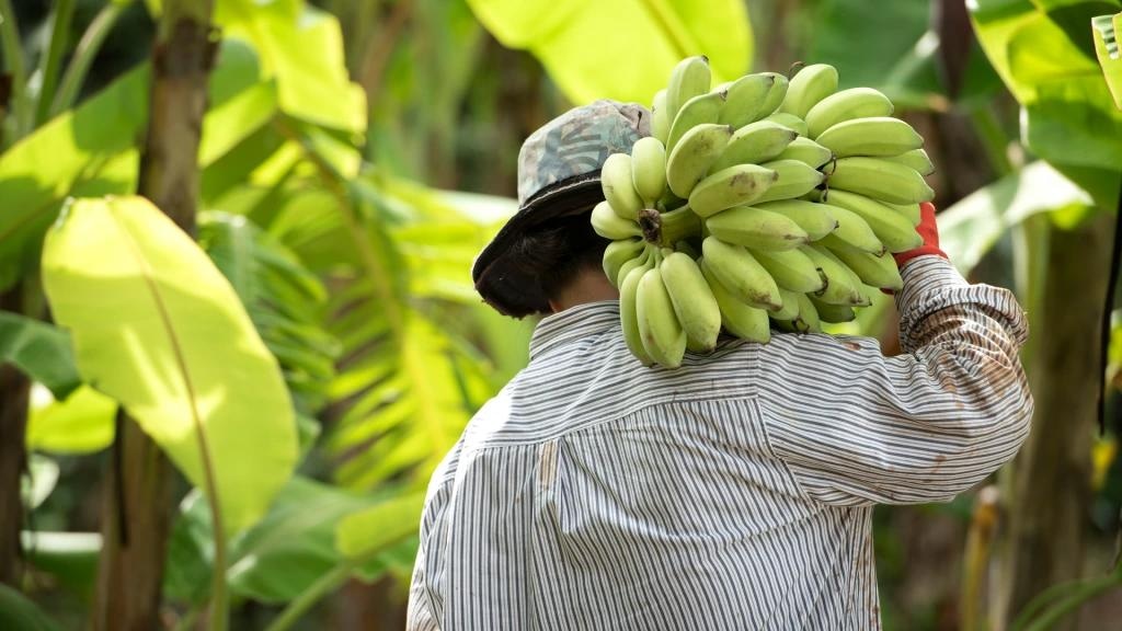 Insights into the evolution of banana domestication