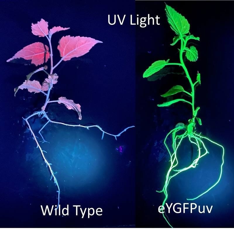 The science behind gene activation in plants