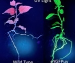 The science behind gene activation in plants