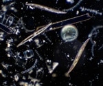 The role of bacteria in preserving marine phytoplankton