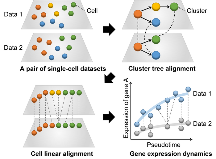 Novel method for comparing single-cell trajectories with tree alignment