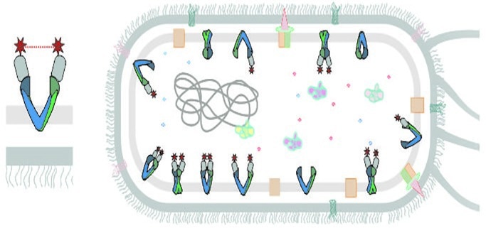 Innovative strategy for studying membrane proteins
