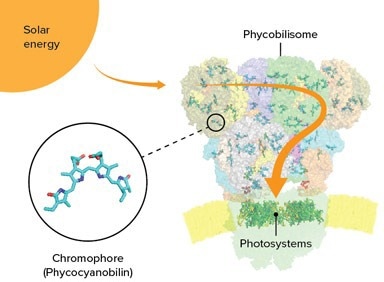 Structure of phycobilisomes of cyanobacterium revealed
