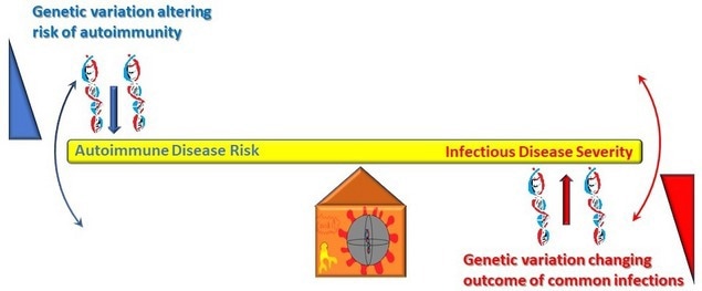 Genetic predisposition for SLE protective against severe COVID-19 infection