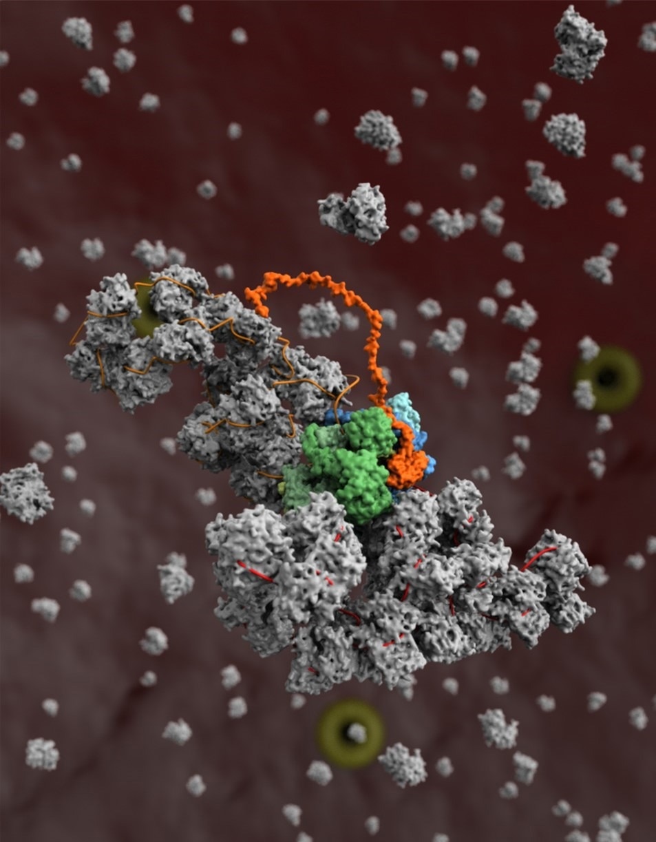 Providing structural understanding of the influenza virus