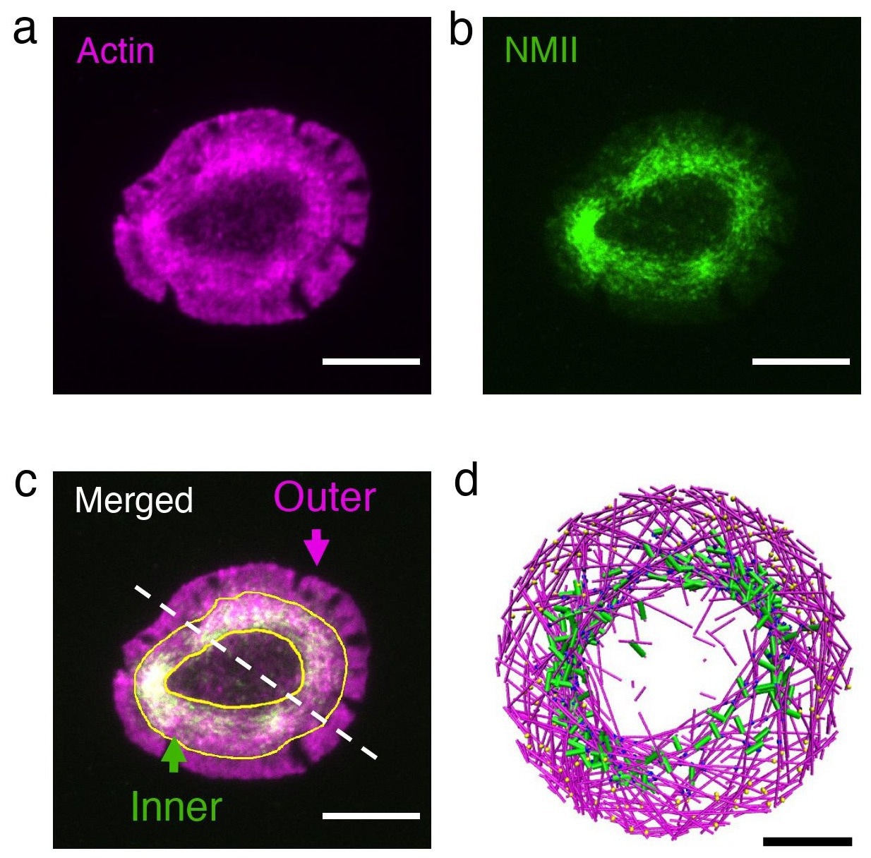 Actin serves as catalyst for shaping the cells