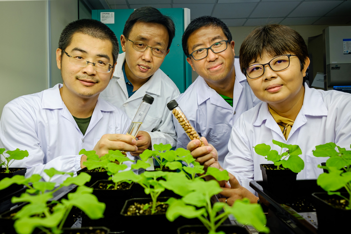 Genetically modifying plant protein to yield more vegetable oil