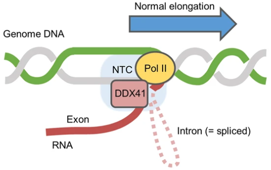 Revealing the functional significance of DDX41 in great detail