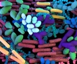 Acute infection disrupts the healthy balance between the good and bad gut microbes
