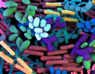 Acute infection disrupts the healthy balance between the good and bad gut microbes