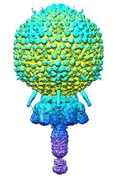 Structure of the complete virion of S. epidermidis–infecting phage revealed
