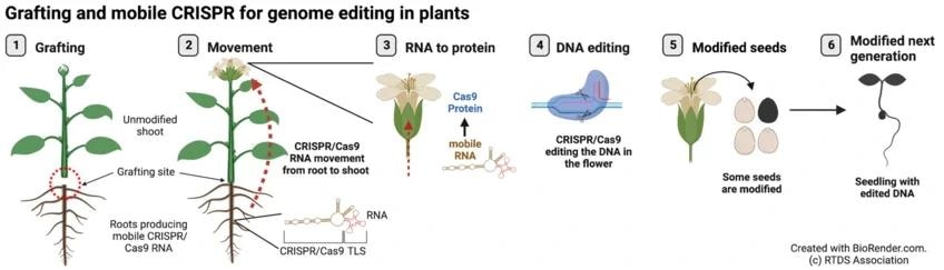 Performing grafting and mobile CRISPR for genome editing in plants