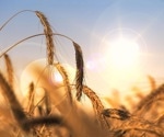 Breeding climate-proof crops aided by exotic wheat DNA