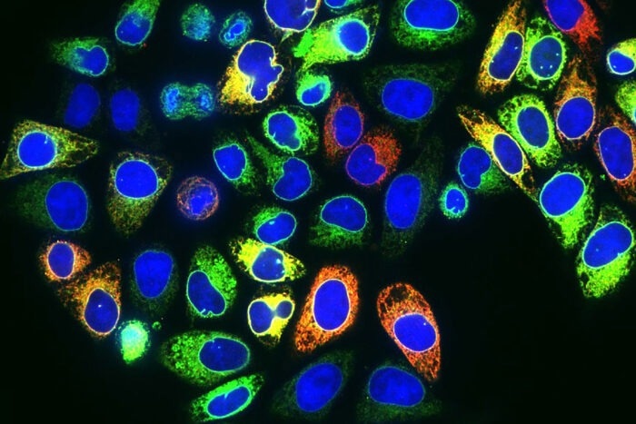 Figuring out how cells safeguard their genomes during replication