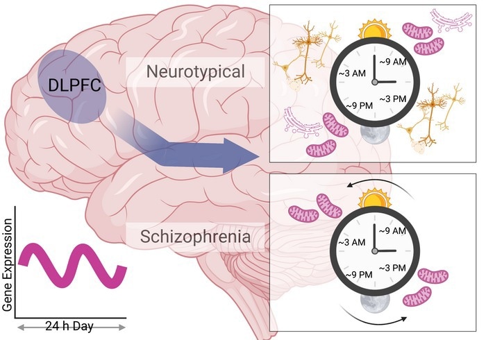 The 12-hour cyclic gene activity abnormalities in schizophrenic brains