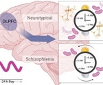 The 12-hour cyclic gene activity abnormalities in schizophrenic brains