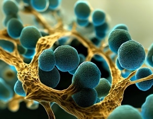 Analyzing how disease-causing fungi become resistant to antifungal drugs