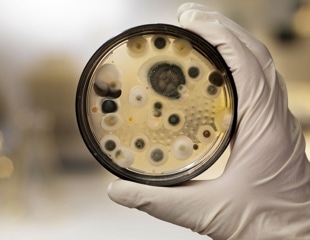 Clinically approved fungal vaccine protects against fungal infections